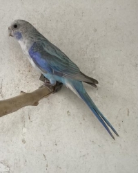 Rosella’s 2025 van Wim