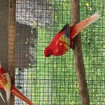 rosella 2024 en 2025