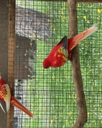 rosella 2024 en 2025