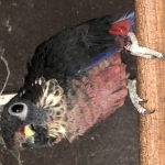 Pionus fuscus koppel