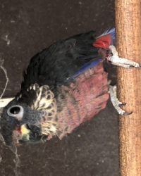 Pionus fuscus koppel
