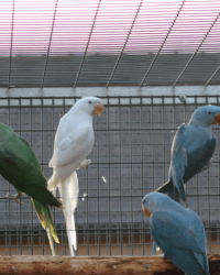 Mutaties Grote Alexander parkiet