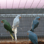 Mutaties Grote Alexander parkiet