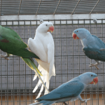 Mutaties Grote Alexander parkiet