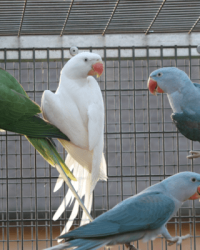 Mutaties Grote Alexander parkiet