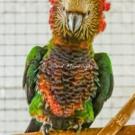 1-0 Deroptyus accipitrinus 2025