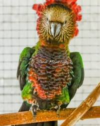 1-0 Deroptyus accipitrinus 2025