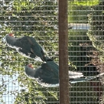 alexanders
