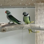 Malabar parkieten koppel