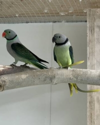 Malabar parkieten koppel