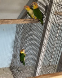 Roestkop caique
