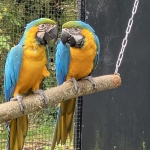 1-1 blauwgele ara onverwant