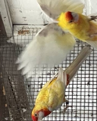 Pastelgele penanten en penanten wildkleur