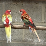 rosella en halsbanden