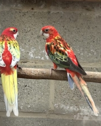 rosella en halsbanden
