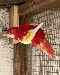 rosella’s