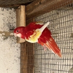 rosella