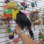 Ramphastos sulfuratus til salg