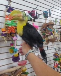 Ramphastos sulfuratus til salg