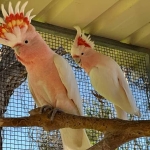 1.1 Cacatua leadbeateri (pair major mitchell cockatoos)