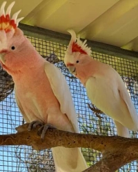1.1 Cacatua leadbeateri (pair major mitchell cockatoos)