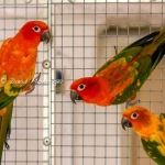 Red factor Sun conure