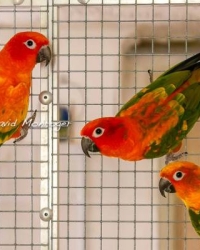 Red factor Sun conure