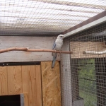 Suche Vogelhändler für Sittiche