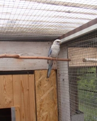 Suche Vogelhändler für Sittiche