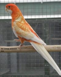 Jos cox zijn Parkieten