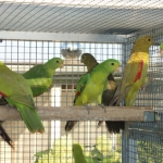 Roodvleugel Mutations