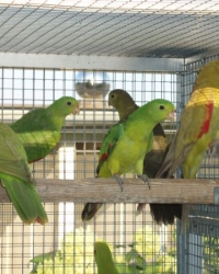 Roodvleugel Mutations