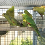 Roodwleguel,stanley rozela,bergparrot mutations