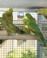 Roodwleguel,stanley rozela,bergparrot mutations