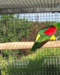 Roodvleugel Mutations