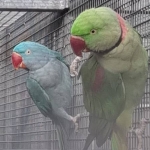 Alexandr velký  mutace