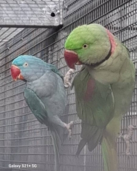 Alexandr velký  mutace