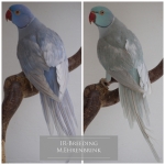 Halsbandsittiche/Indian Ringnecks/Halsband