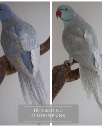 Halsbandsittiche/Indian Ringnecks/Halsband