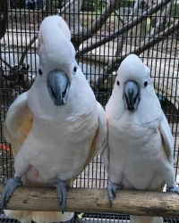 Bonded/proven pair of cacatua moluccensis (1.1 moluccan cockatoo) for sale