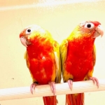 Pyrrhura molinae lutino cremeino  – dominant red mutations