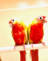 Pyrrhura molinae lutino cremeino – dominant red mutations