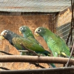 Wikop Pionus – Swift – Hoorn