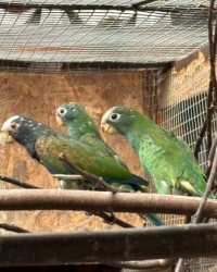 Wikop Pionus – Swift – Hoorn