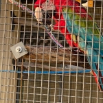 Bonded / Proven Breeding Pair of Adult Ara Cloropterus( Green-Wing Macaws) Available