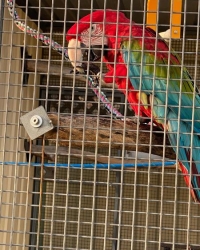 Bonded / Proven Breeding Pair of  Adult Ara Cloropterus( Green-Wing Macaws) Available
