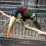 Toucans- Ramphastos, Pteroglossus, Solenidera, Aulacorhynchus