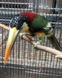 Toucans- Ramphastos, Pteroglossus, Solenidera, Aulacorhynchus