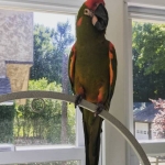 1.1 Ara rubrogenys ( Pair of Red Fronted macaws) for sale