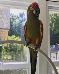 1.1 Ara rubrogenys ( Pair of Red Fronted macaws) for sale